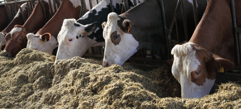 feed stall