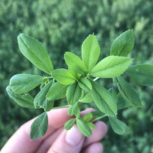 perfect alfalfa