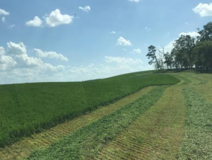 alfalfa field