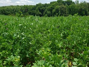 alfalfa field