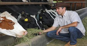feeding cattle