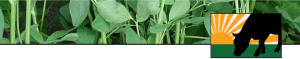 agriseed
