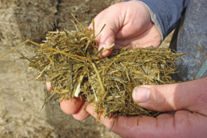 silage quality